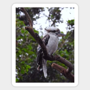 Kookaburra Sticker